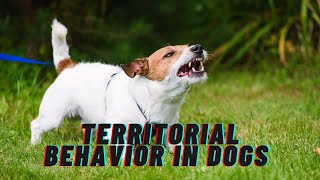 Understanding and Managing Territorial Behavior in Dogs Wealth