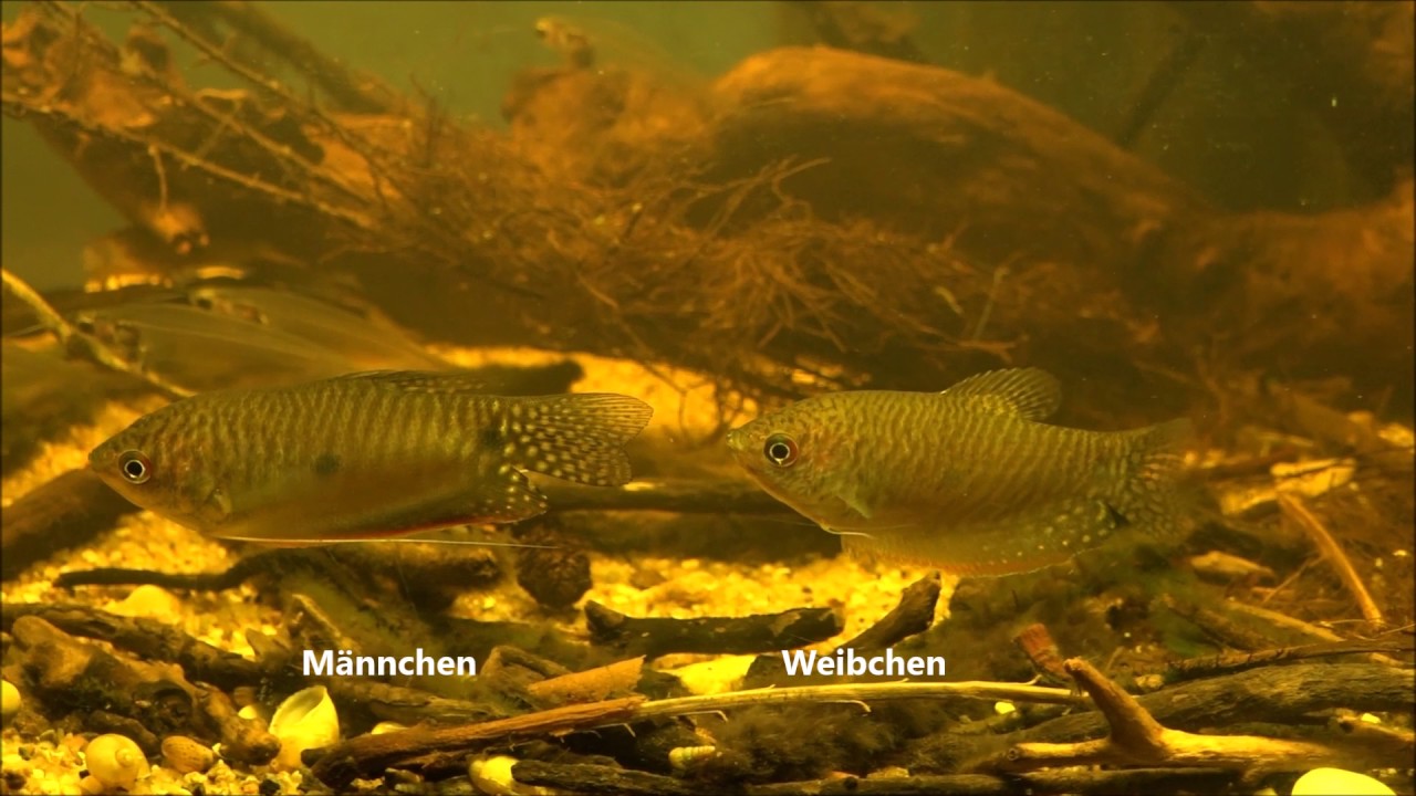 Gepunkteter Fadenfisch, Trichopodus trichopterus - YouTube
