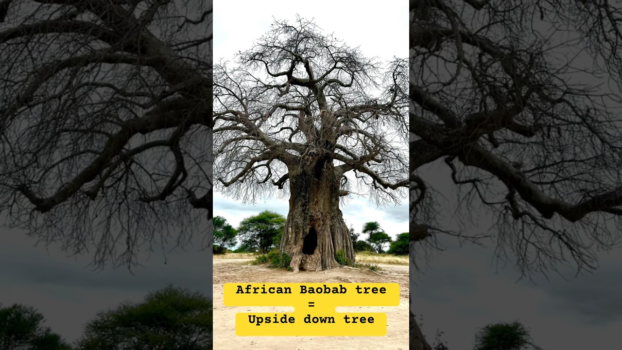 African Baobab tree - Tree of life, a symbol of endurance!! 