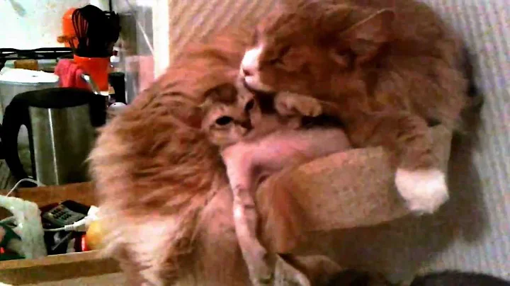 Video 1411401: maine coon kitten, singapura kitten