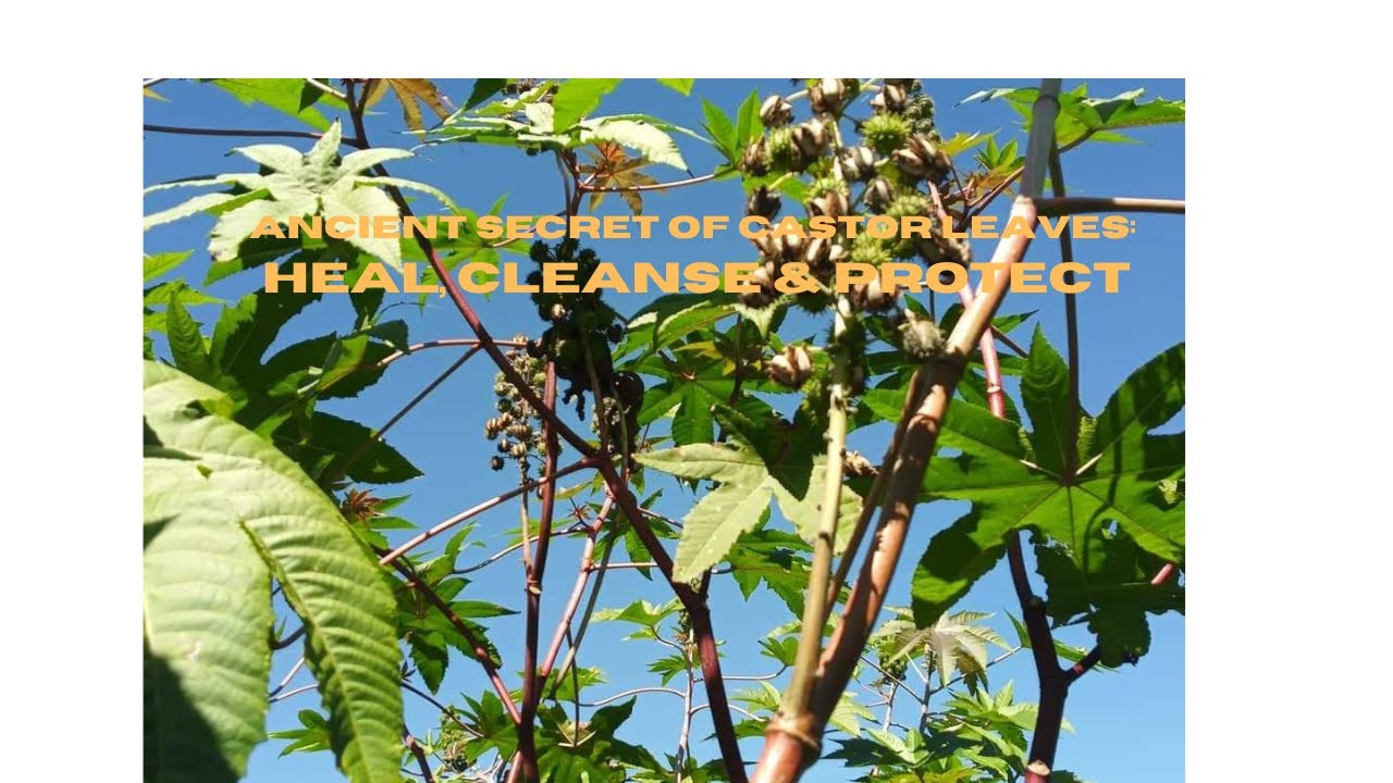 Castor Leaves: The Hidden Power for Health & Spiritual Cleansing!