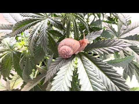 Correcting Damaged Cannabis Leaves (Bug and Pest Damage)