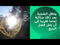 هل تعلم ـ لماذا يتغير لون الشجر في الخريف mp3