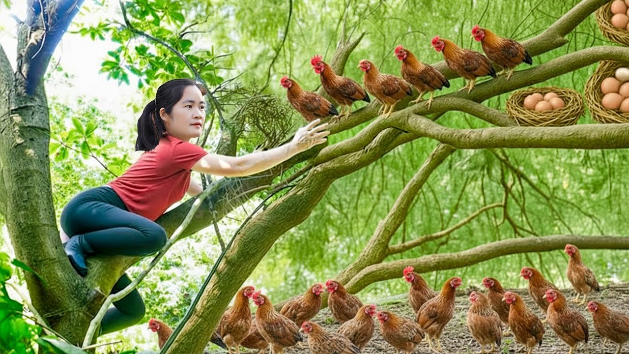 Harvesting Wild Jungle Chickens & Fresh Eggs & Going to Market to Sell – Nature Survival Lifestyle