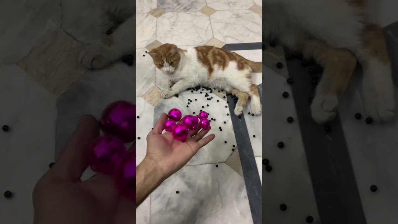 Beads ASMR Satisfying Reverse Cat Magic