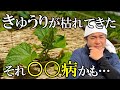 きゅうりの病気はこれで解決！！〜実践編〜【江戸農法】