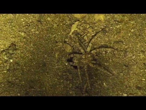 camera iphone 8 plus apk Djuma: Wolf Spider - 20:05 - 07/15/19
