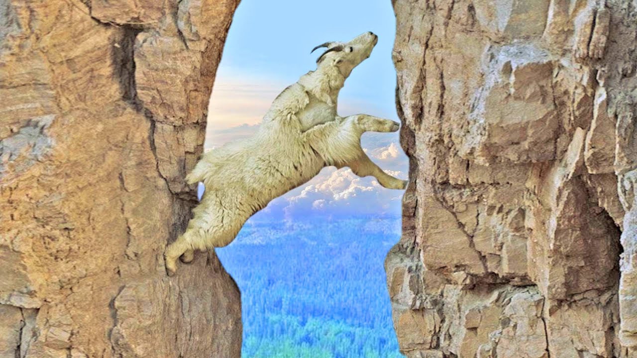 CABRAS ARANHAS DESAFIAM A MORTE