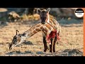 Heartbreaking Moment : When a Giraffe Mother Loses Her Calf To Hyenas