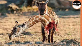 Heartbreaking Moment : When a Giraffe Mother Loses Her Calf To Hyenas