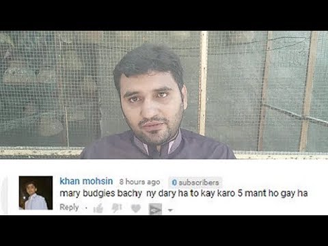 Budgies Parrots Traders Question and Answer Session 1 in Urdu/Hindi. Budgies Parrots Traders Question and Answer Session 1 in Urdu/Hindi.
