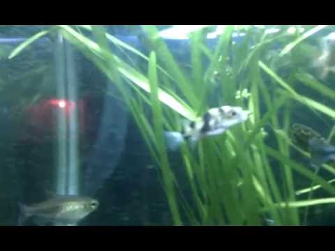 uava South American Puffer