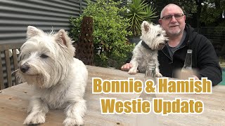 Bonnie and Hamish Westie Update