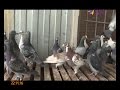 Питомник по разведению спортивных голубей появился в Сочи
