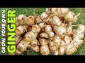 How to Grow GINGER In Beds, Containers & Different Climates