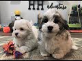 Avery and Charlie Heavenly Havanese Puppies  2020