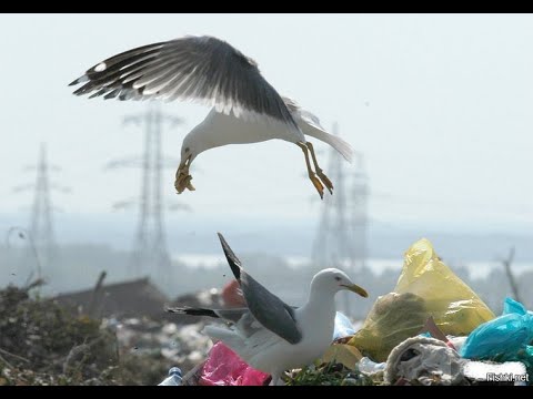 Охота на морских чаек с пневматикой, кроухантинг, Crow Hunting 2022 июль ч.3