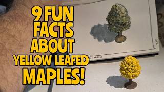 "Yellow Maples Are Almost Always Female — Maple Leaf Sketch"