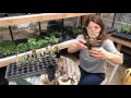 Tomato Seedlings 101