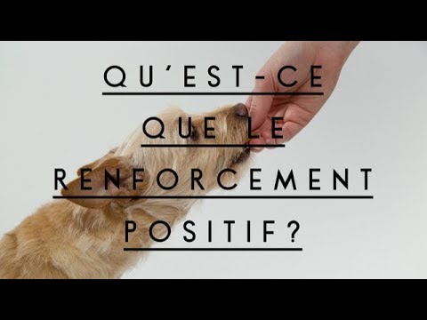 Vidéo: Le renforcement positif est-il bon ?