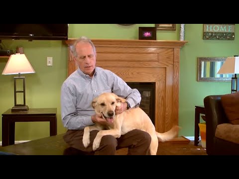 Durvet Product Training | How To Give Intranasal Canine Kennel-Jec 2