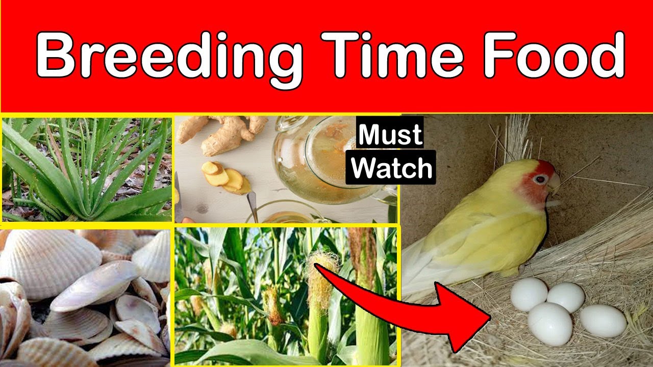 Love Birds Breeding Time Food || Birds Breeding Food || Love Birds Food