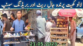 Lalukhet Sunday Birds Market Jaal Rate Latest Update 21-05-2023 @SYED BIRDS