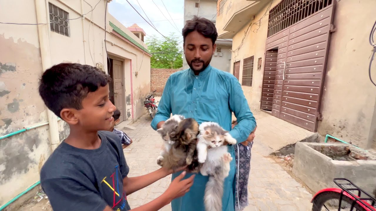 Dawood Ko Gift Meel Gaya 😍 | New Cats Dawood Sabir Vlogs