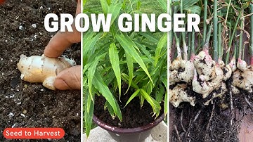 Growing Ginger in cold weather from start to harvest