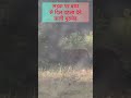 सड़क पर बाघ से दिल दहला देने वाली मुठभेड़ | असली फुटेज #viral #viralshort #viralshort #nature