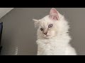 Get to Know Casper from Pearl's Ragdolls