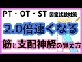 【合格率が上がる】筋と支配神経の効率的な覚え方　リハビリ国家試験対策