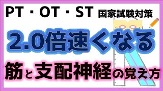 【合格率が上がる】筋と支配神経の効率的な覚え方　リハビリ国家試験対策