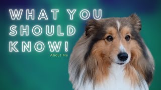 What you should know about Shetland Sheepdog/Sheltie
