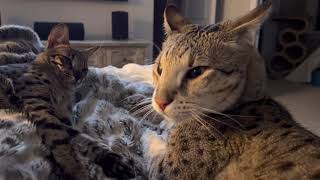 F2 Savannah Cats Kumba And Zara Are All Snuggled In The Bed. by Sweet Heavenly Savannahs 640 views 1 year ago 2 minutes, 20 seconds