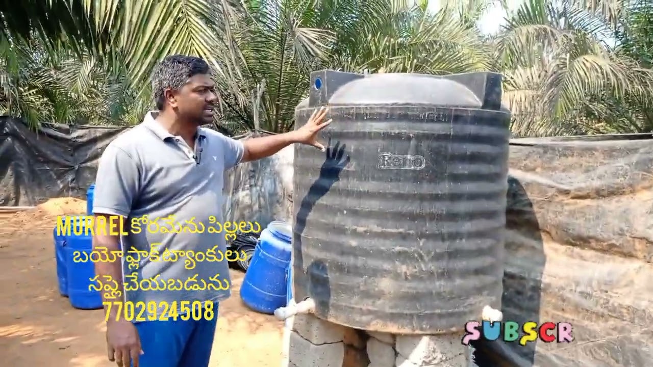 #murrel # కోరమేను పిల్లలు bioflock tankulu సప్లై చేయబడును నూజివీడు గొల్లపల్లి 7702924508