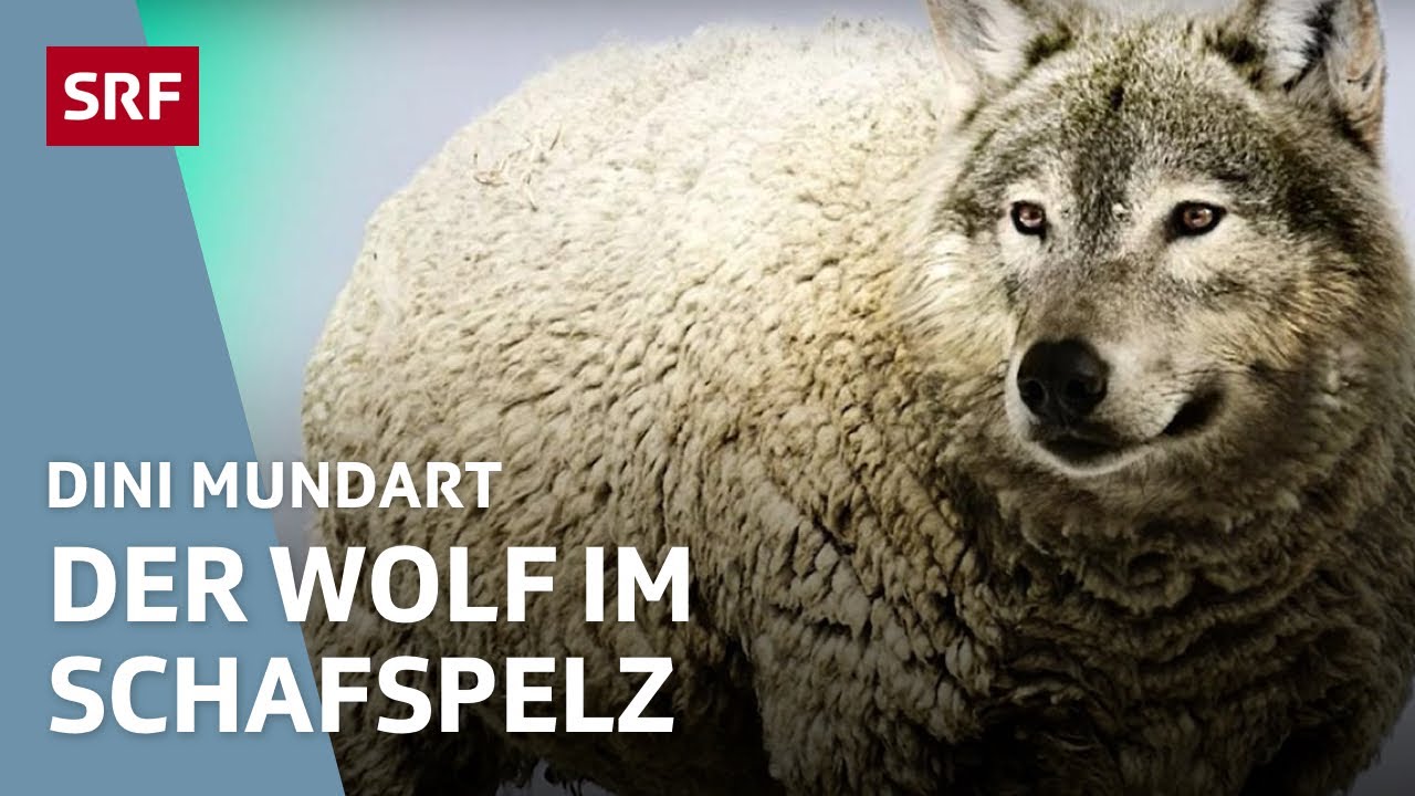 Die Regeln der Redewendungen – wie funktionieren sie in unserer Sprache | Dini Mundart | SRF Wissen