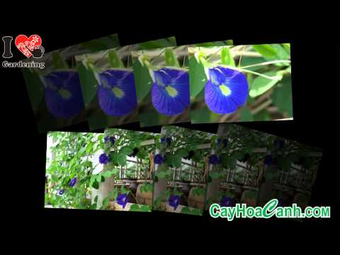 Video CÁCH TRỒNG CÂY ĐẬU BIẾC - youtube