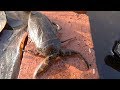 タガメが冬眠から目覚めたので、飼育ケースを作ってみた。