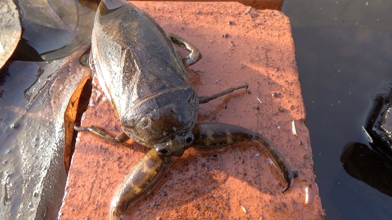 Когда Lethocerus deyrollei проснулся от зимней спячки, я привел случай размножения.