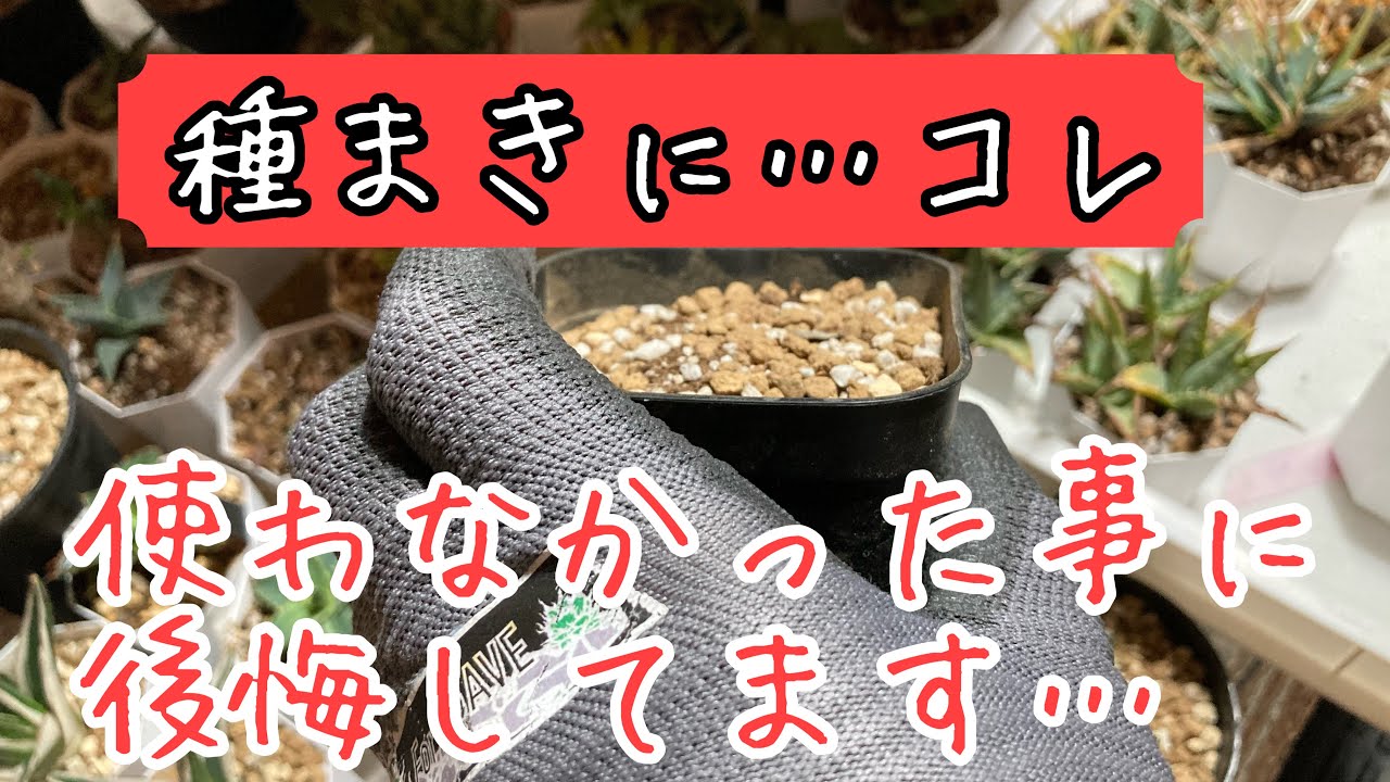 Episode 95: Highly recommended pots for sowing seeds! This is the