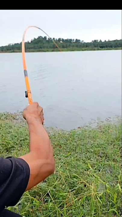 Melengkung Lagi! Spot Ini Gak Pernah Gagal!''Gak Ada Henti! Joran Melengkung Lagi dan Lag