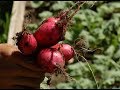 Hechos del Agro - Jóvenes logran superarse trabajando la tierra