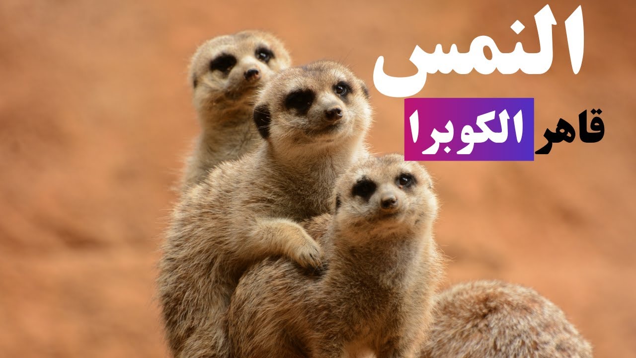 حيوان النمس الحقائق والأسرار التي لا تعرفها - YouTube