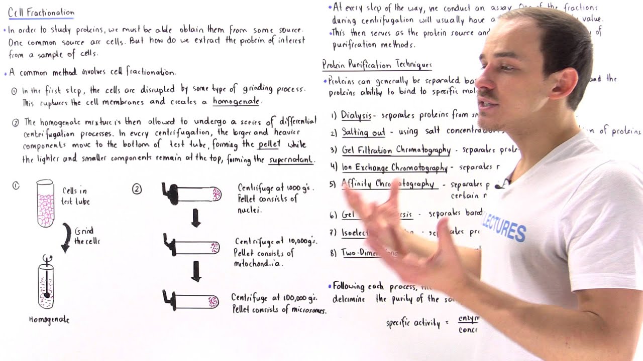 Cell Fractionation