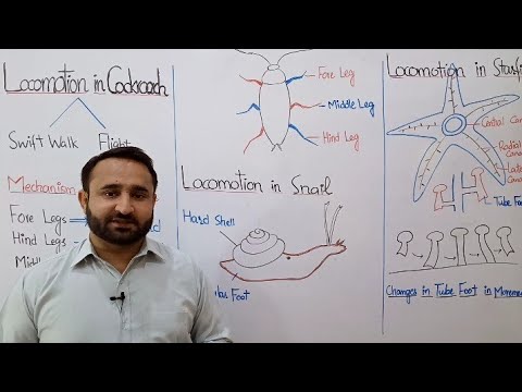 Ch 16 Lec 24 Locomotion in Cockroach, Snail and Starfish, Class 12 Biology