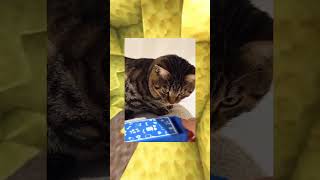 tahan tawa part 57 yang ketawa main kartu boboiboy terbaru