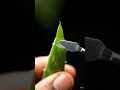 Aloe Vera Peel in Extreme Macro 🤯