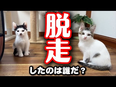 部屋から子猫が脱走…