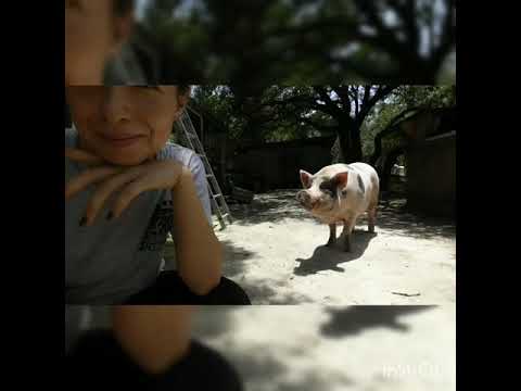 Animal Whisperer